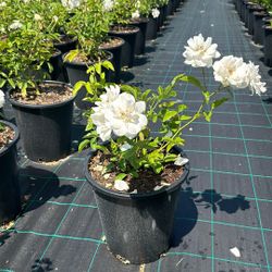 5-Gallon Iceberg White Rose- $8 Each