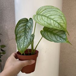 Monstera Siltipecana EL Salvador plant 