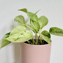 Snow Queen Pothos