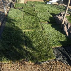 Sod/grass
