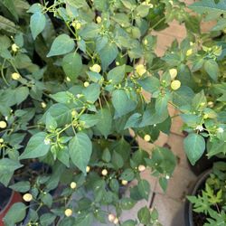 Chinese Hot Chili Plant