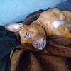 PittieMom13