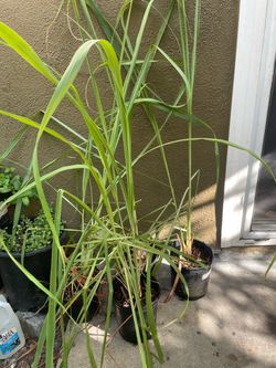 Organic lemon grass