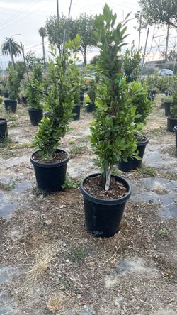 Ficus