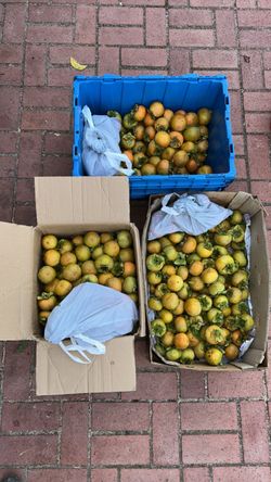 FUYU PERSIMMON 2 for $1, 5 Gallon Bucket $30‼️‼️