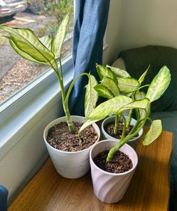 Dumbcane in Pots