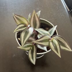 Tradescantia Zebrina, Wandering Inch Plant. In Tin Pot