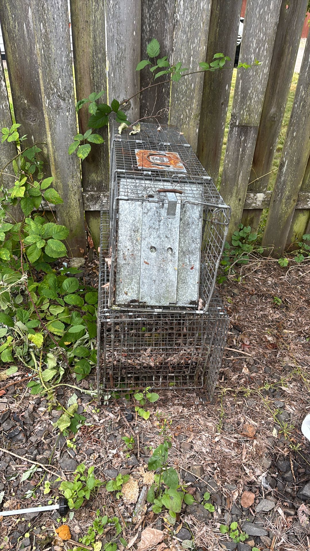 Animal Traps