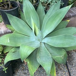 Agave For Sale 