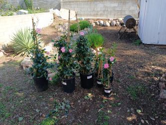 Flowering Plants Mandevillas Sm And Lg