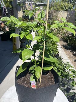 Fruiting Ed Currie Carolina Reaper $25