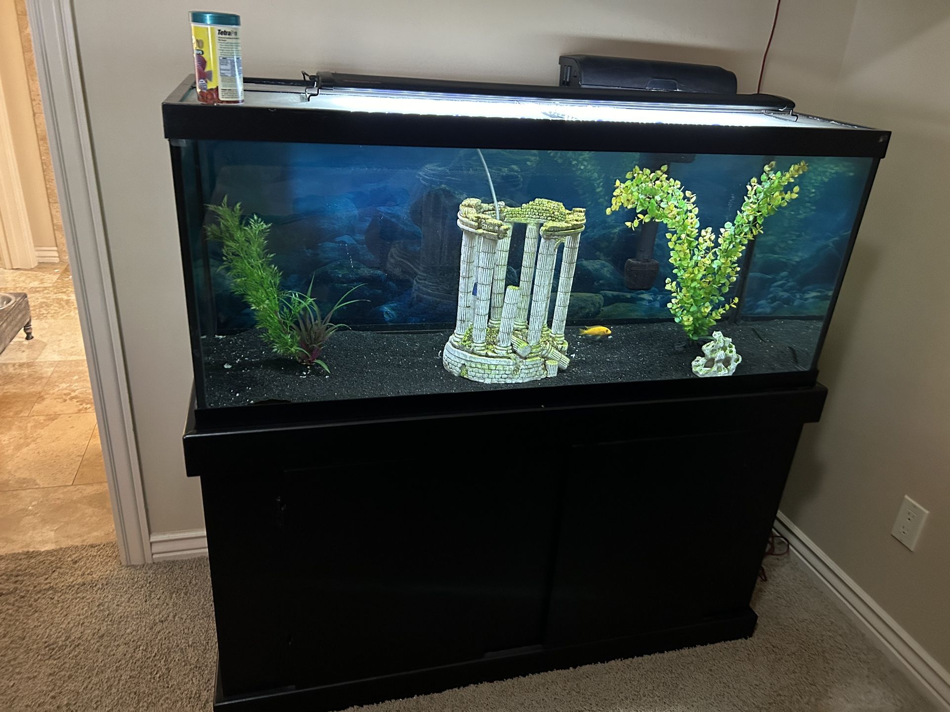 Fish Tank 