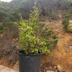 Potted Elephant Plant