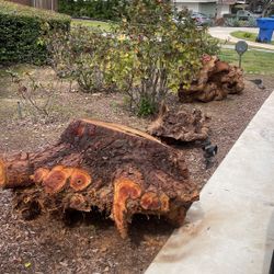 FREE FIRE WOOD / Tree Stumps