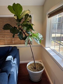 Fiddle Leaf Fig Tree — 84" (7 ft), Large Pot