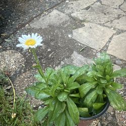 planta de margarita