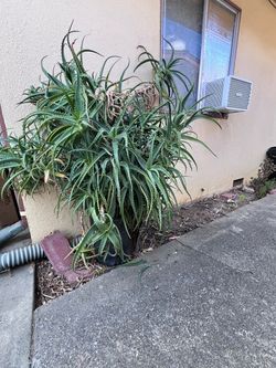 Aloe Plant