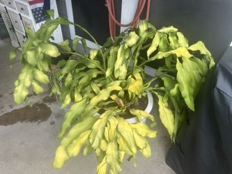 Large Mature Orchid Cactus / Night-Blooming Cereus in Pot – $40