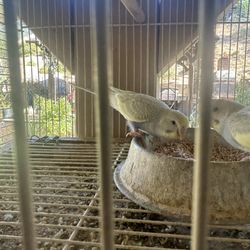 Bird Cage 