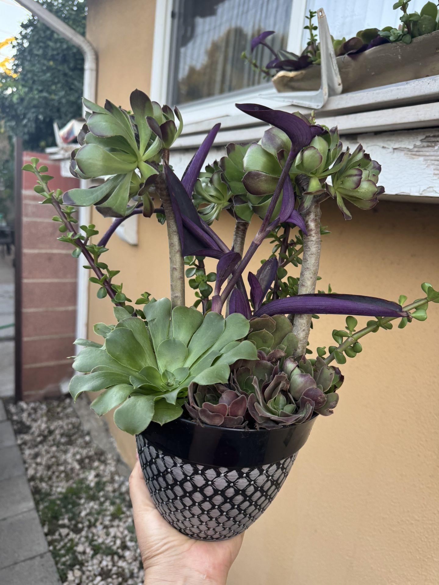 Beautiful Succulent Plants In A Pot
