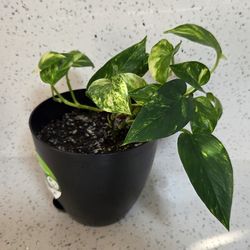 Live Pothos House Plant. Great For Purifying Air. Plastic Pot Is Included. Or trade with another plant. You Will Get Any Of Those 2 On Photos