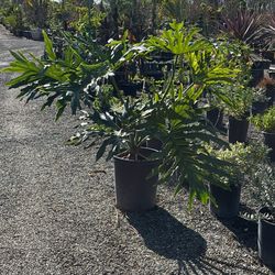 Split Leaf Philodendron 