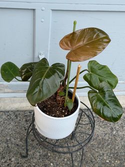 Philodendron ‘Summer Glory