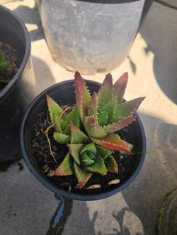 Short Leaved Aloe, Crocodile Plant