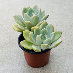 Succulents plants 🪴