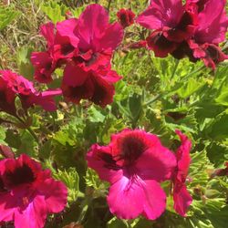 Regal Geranium 3 for $10