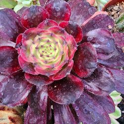 Variegated Aeoniums 1 Head Succulents Plant Pick Up In Upland 