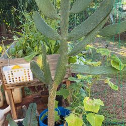 Cactus Plant  4’6” Tall 