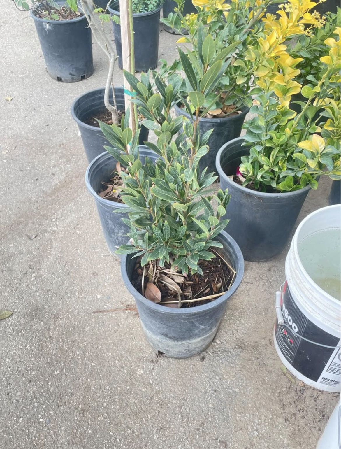 Bay Leaf