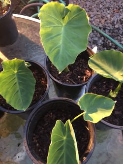 Organic Taro Plants