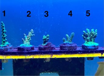 Fake Decorations for Marine Tank