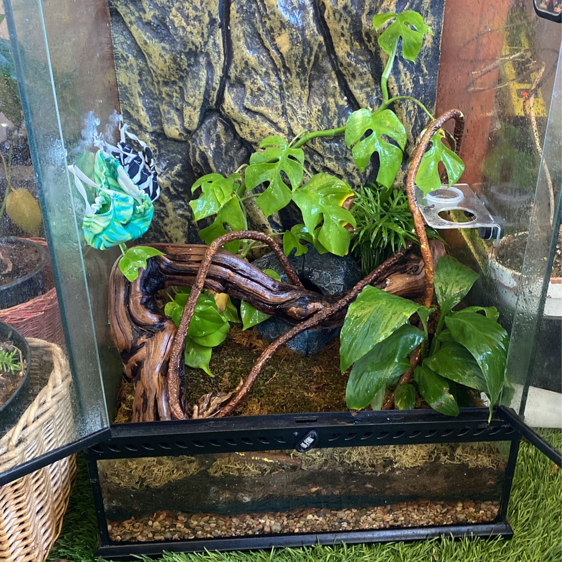 Crested Gecko Cage 18x18x24 Fully Bio BEST OFFER TAKES IT!!