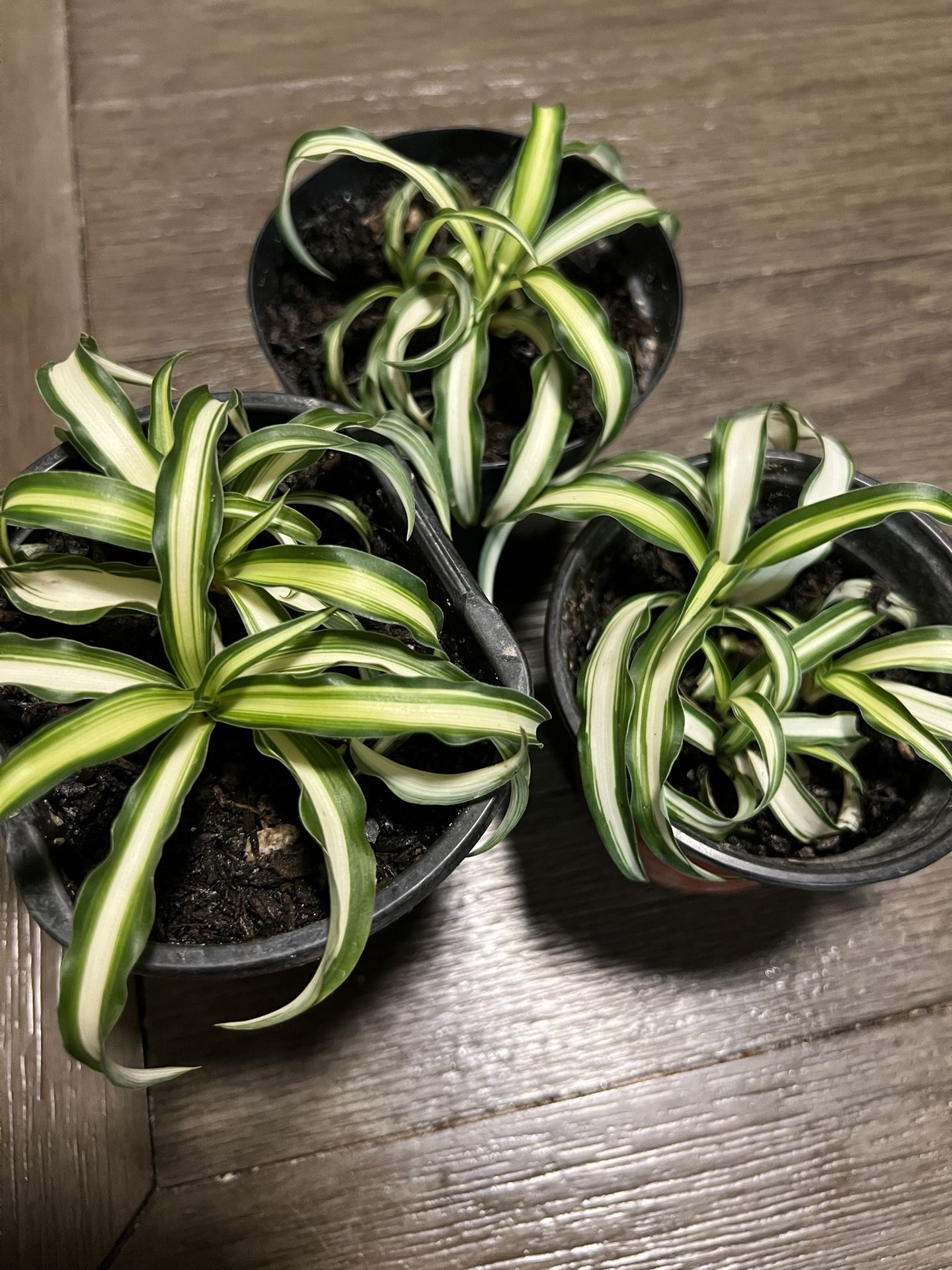 Baby Spider Plants
