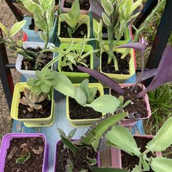 Colorful Mini Succulent Plants/ Cuttings In Mini Plastic Pot With Saucer 