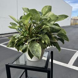 Philodendron Birkin Plant in 16 in. Tall Houseplant with White Decor Pot