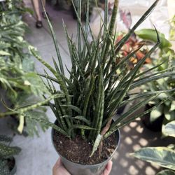 6” Sansiveria Fernwood