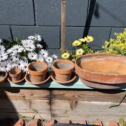 Flower Pots