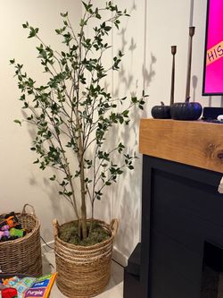 Citrus tree 7ft
