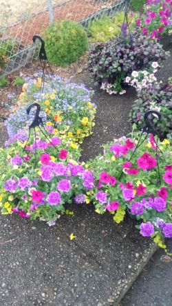 Large Hanging Baskets 2 for $25