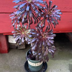 Plant Outdoor Succulent 