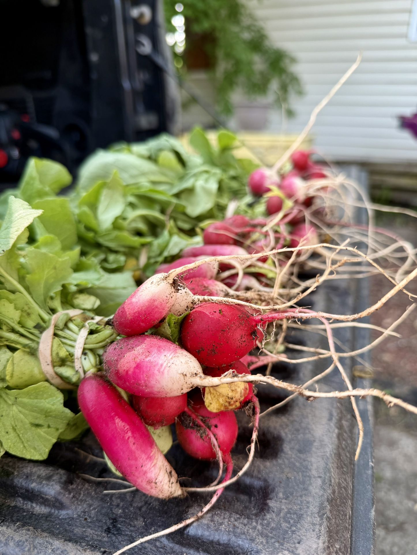 🧑‍🌾 🫜 Farm Fresh Radishes 🫜 🧑‍🌾 