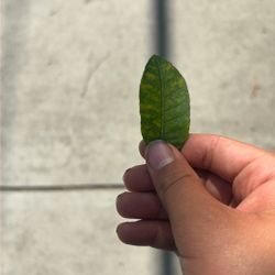 LEAF