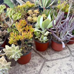 Variety Of Succulent Plants 
