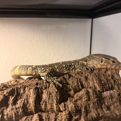 Ornate Nile Monitor