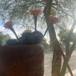 Cactus Pink 