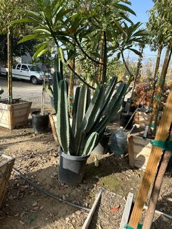 Cactus Arizona 